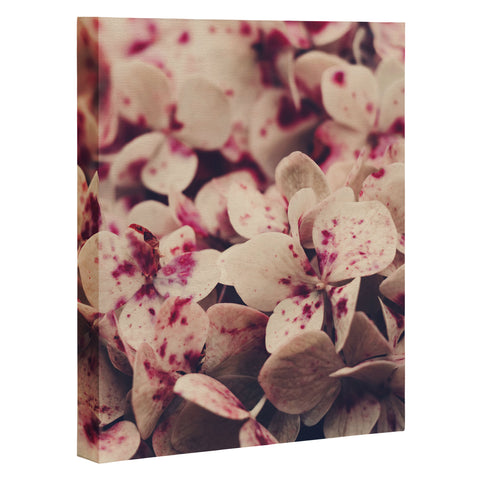 Ingrid Beddoes Hydrangea Pink Freckels Art Canvas