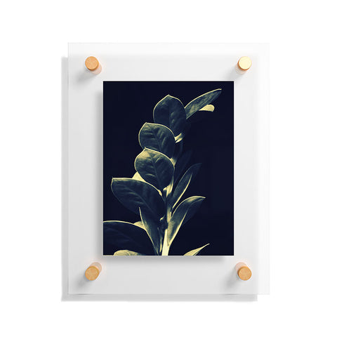 Krista Glavich Zamioculcas Floating Acrylic Print