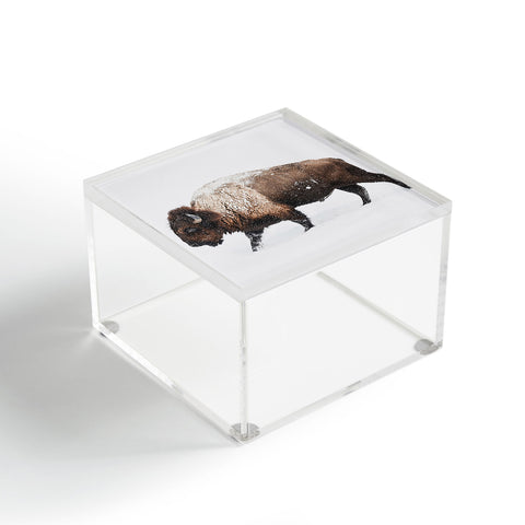 Sisi and Seb Bison II Acrylic Box