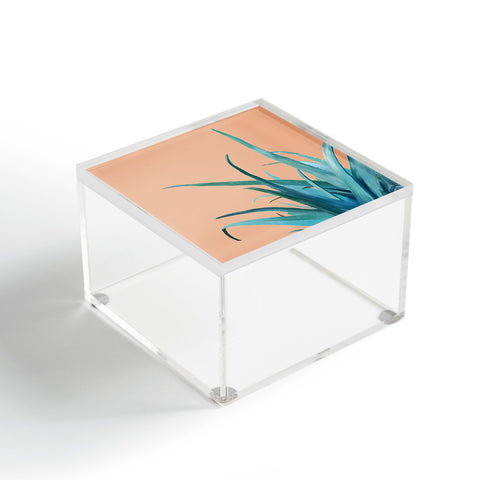 Viviana Gonzalez Aloe Vera 03 Acrylic Box